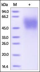 Human MICA Protein