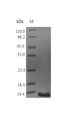 Human Midkine protein (Active)