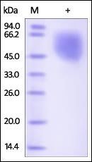 Human Nectin-1 / PVRL1 / CD111 Protein
