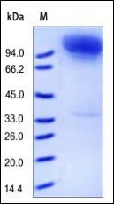 Human Neprilysin / MME / CD10 Protein