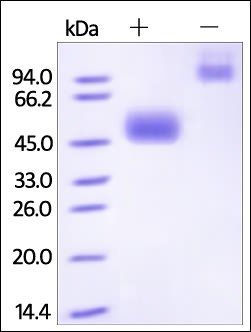 Human NKp30 / NCR3 / CD337 Protein