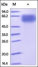 Human NKp46 Protein, Fc Tag