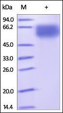 Human NKp46 / NCR1 / CD335 Protein