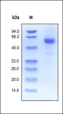 Human Noggin Protein, Fc Tag