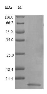 Human NRG1 protein (Active)