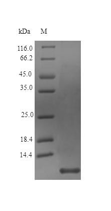 Human NRG1 protein (Active)