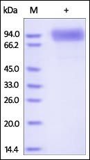 Human Osteoactivin Protein, His Tag