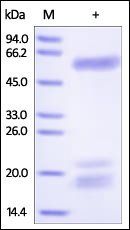 Human Osteopontin Protein, His Tag