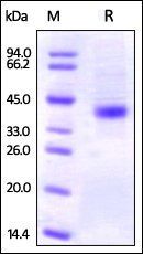 Human OX40 Protein, His Tag