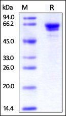 Human OX40 Protein, Fc Tag