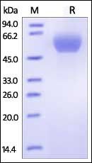 Human PD-1 / PDCD1 Protein