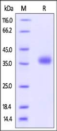 Human PD-L1 Protein, His Tag