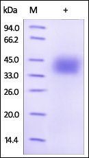 Human PD-L1 / B7-H1 Protein