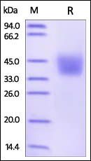 Human PD-L2 / B7-DC Protein