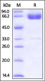 Human PD-L2 Protein, Fc Tag