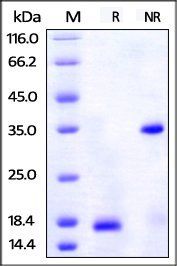 Unconjugated Human PDGF-BB Protein