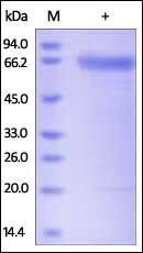 Human PH20 Protein, His Tag