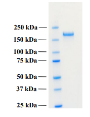 Human PLA2R1 protein