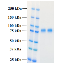 Human PLA2R1 protein