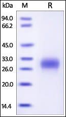 Human PLGF Protein, His Tag