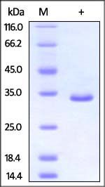 Human PSME3 Protein, His Tag