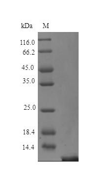 Human PTHY protein (Active)