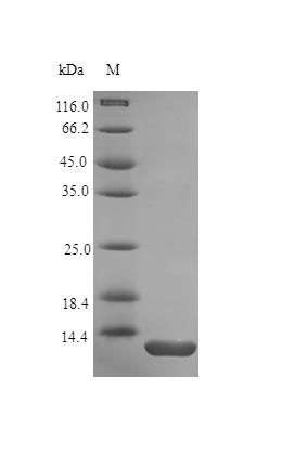 Human PTHY protein (Active)