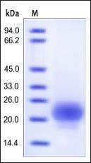 Human R-Spondin 1 / RSPO1 (21-146) Protein