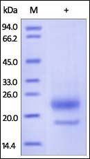 Human R-Spondin 3 / RSPO3 (22-146) Protein