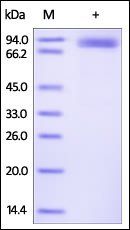 Human ROR2 / NTRKR2 Protein