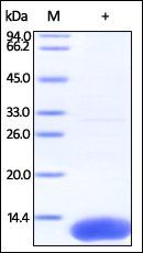 Human S100A10 Protein