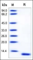 Human S100A6 Protein
