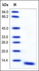 Human S100A8 Protein