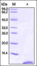 Human S100P / S100E Protein