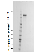 Human SARS-CoV-2 trimeric soluble full-length Spike protein