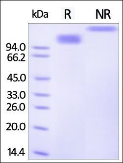 Human SCARB1 / SR-B1 Protein