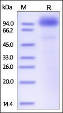 Human SCARB2 / SR-B2 / LIMPII Protein
