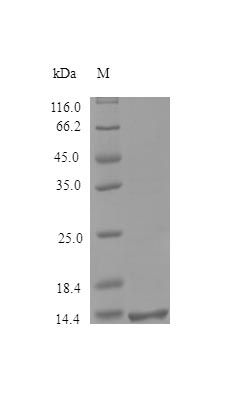 Human SDC4 protein (Active)
