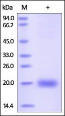 Human SECTM1 Protein