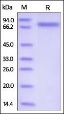Human Semaphorin 4A / SEMA4A Protein