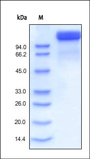 Human Semaphorin 4D / SEMA4D / CD100 Protein