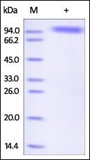 Human Siglec-5 / CD170 Protein