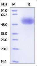 Human SIRP alpha Protein, His Tag