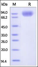 Human SIRP alpha / CD172a Protein
