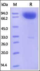 Human SIRP alpha Protein, mFc Tag