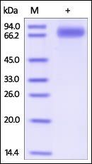 Human SIRP gamma / CD172g Protein