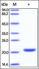 Human SMAC Protein, His Tag