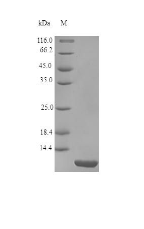 Human TFF1 protein (Active)