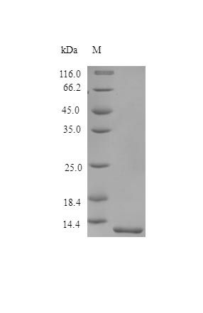 Human TFF2 protein (Active)