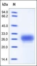 Human TFPI-2 Protein, His Tag